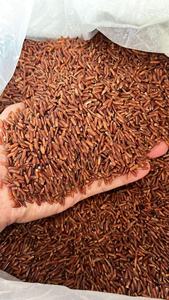 High quality Vietnam red rice whole <b>grain</b> rich in antioxidants and suitable for low calorie meals - Product Image 6