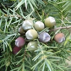 Cade Premium Quality Kanha Nature Oils Aceite esencial puro para el cuidado de la piel y el cabello-Compra al por mayor a granel - Product Image 4