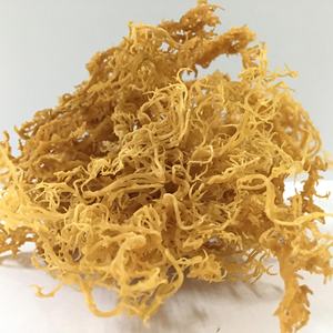 Dried <b>Sea</b> <b>Moss</b> Eucheuma Cottonii <b>Raw</b> Irish Seaweed Purple Gold Organic Bulk Packaged Wildcrafted Spinosum Vietnam Direct Factory - Product Image 1