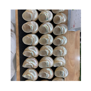 Conchas de concha decorativas naturales en blanco y verde por Vietnam Proveedor 99 Datos de oro para aplicaciones artísticas - Product Image 3