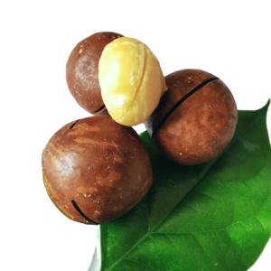 Usine Directe Pas Cher Haute Qualité Acaadamia Noyaux Top Crémeux Macadamia Noyaux Sans Coquilles - Product Image 5