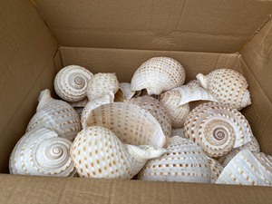 Grande coquille tachetée à la main pour la décoration côtière, les expositions d'aquarium et les collections de coquillages - Product Image 2