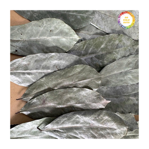 Feuilles de corossol séchées, feuilles de graviola, approvisionnement en vrac du Vietnam, feuilles de corossol séchées pour l'exportation B2B - Product Image 4