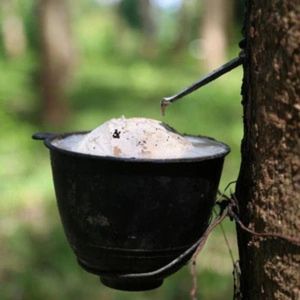 Cốc cao su Việt Nam, sạch sẽ và đáng tin cậy cho người mua quy mô lớn, nhà cung cấp đáng tin cậy nguyên liệu cao su thô tự nhiên - Product Image 4