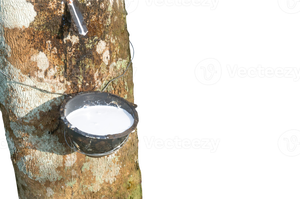 NATURAL <b>LATEX</b> <b>RUBBER</b> / HIGH STRENGTH & FLEXIBILITY / MADE in VIETNAM - Product Image 5