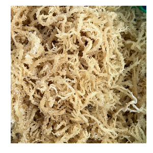Golden Seaweed With Branches No Salt <b>Best</b> Selling Product 100 Percent <b>Natural</b> From Vietnam - Product Image 5