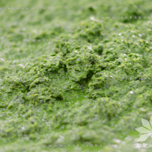 Feuilles de manioc congelées propres pour une préparation et un stockage faciles - Product Image 5