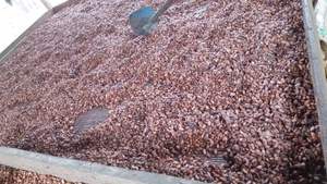 Granos de Cacao Tostados de Camerún y Ghana, Variedad Forastero, Grado 1, Bolsas de 50 kg - Product Image 3