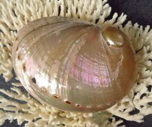 Coquille d'ormeau naturelle Paua Ormer pour approvisionnement en vrac, adaptée à la décoration artisanale et aux applications artistiques - Product Image 4