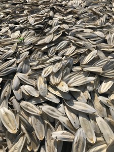 Hueso de Sepia de Alta Calidad para Exportación a Granel desde Vietnam con Calidad Consistente y Términos Comerciales Competitivos - Product Image 4