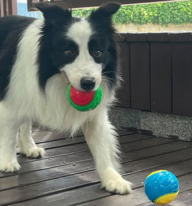 天然ゴム製犬用ボール ラテックス ペット用鳴き笛おもちゃ 歯磨き フェッチ 子犬用噛むおもちゃ 耐久性のあるおもちゃ TPR 優れた頑丈なボール 犬用 - Product Image 5