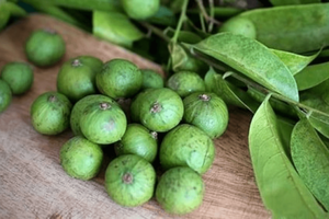 Dracontomelon Congelado Listo para Usar para Restaurantes y Servicios de Alimentos - Product Image 2