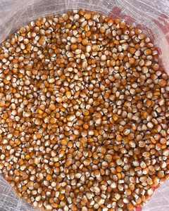 Maíz Amarillo Natural Secado al Sol, Sin Químicos, Cultivo Tradicional, Rastreable para Consumo Humano y Alimentación Animal - Product Image 5