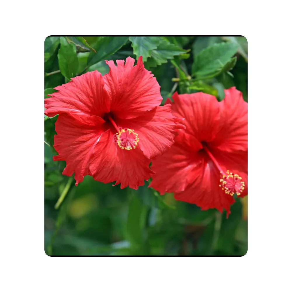 Hibiscus Herbal Remedy Blossom in Wellness Hibiscus Powder Usine de qualité certifiée en gros