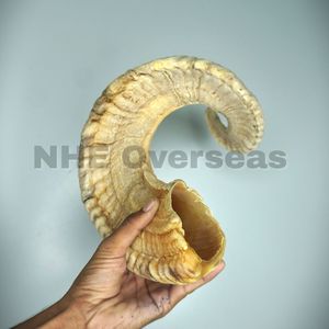 Le chien en corne de bélier de qualité supérieure mâche des friandises naturelles durables soutenant des dents solides, des gencives saines et des animaux actifs - Product Image 3