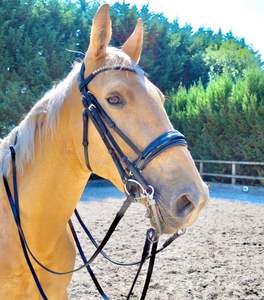 Charol negro Doma Doble brida Snaffle Acolchado Poll Cutback Tocado Riendas - Product Image 4