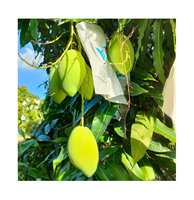 Hete Verkoop Premium Keo Verse Mango