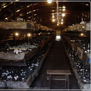 מערכת גידול חממה לגידול פטריות כיפה סרט פלסטיק מניעת אור חממת האפלה שלב יחיד - Product Image 2