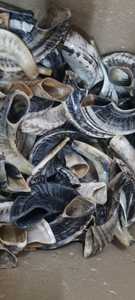 ชอฟาร์โคเชอร์ ผลิตในอิสราเอล ทำจากเขาแกะธรรมชาติ แกะสลักลายสัตว์ เป็นมิตรกับสิ่งแวดล้อม สำหรับเป่าและใช้ในพิธีกรรมทางศาสนา - Product Image 2