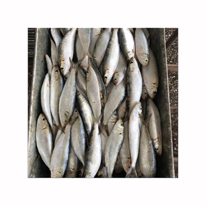 Sardines congelées nettoyées et éviscérées, prêtes à être expédiées, poisson de mer - Product Image 1