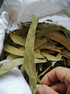 Feuilles d'eucalyptus robusta séchées entières, naturelles et brutes, de Da Ye an, en vente - Product Image 4
