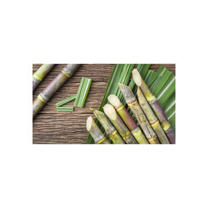 Canne à sucre de qualité supérieure, teneur naturelle élevée, prête pour l'expédition mondiale avec des prix compétitifs, qualité constante, durée de conservation de 2 ans - Product Image 3