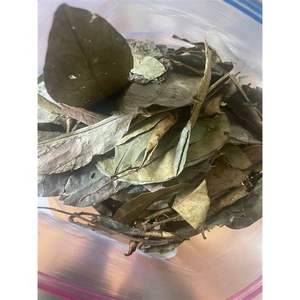 ใบฝรั่งแห้งแบบมาตรฐานใบฝรั่งส่งออกจากเวียดนาม100% - Product Image 5