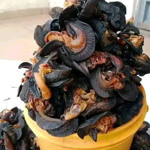 Escargots transformés, congelés, séchés et vivants - Product Image 1