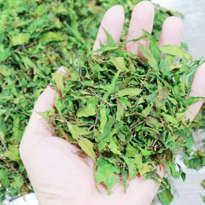 Polyscias แห้ง fruticosa ใบไม่ใช่ GMO แหล่งที่ยั่งยืน - Product Image 6