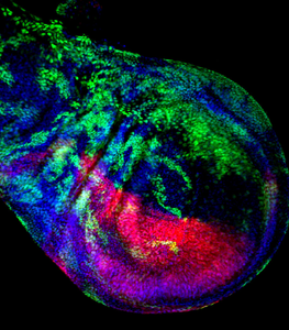 BestScope BCF296共焦点顕微鏡 | 25mm FOV高解像度 | 生命科学研究のための4チャンネル蛍光イメージング - Product Image 3