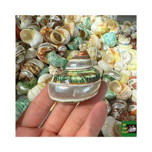 Grands coquillages Turbo nacrés entiers/décor de coquillages polis en vrac, fournitures de vacances de fête de plage artisanat de jeu d'eau - Product Image 3