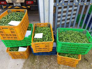 Okra congelé de haute qualité emballé avec des nutriments et de la saveur idéal pour l'exportation et les consommateurs soucieux de leur santé - Product Image 5