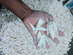 Dientes de hueso de búfalo pulidos de tamaño mixto y forma personalizada para la fabricación de joyas - Dientes blancos de estilo animal y náutico - Product Image 5