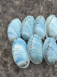 Concha de Abulón Azul de Vietnam Seleccionada a Mano, Concha Natural del Océano para Manualidades Costeras y Proyectos de Decoración - Product Image 2
