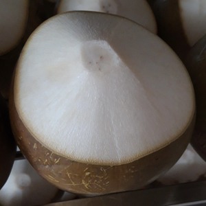 Dừa Trắng Là Sản Phẩm Bán Chạy Nhất-Tìm Kiếm HOT 2023 - Product Image 5