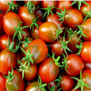Solución orgánica para plagas de tomate y problemas de enfermedades - Product Image 1