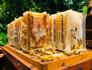 Miel cruda orgánica de Vietnam/Katty - Product Image 5