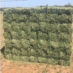 Heno de Alfalfa de Alta Calidad en Pacas para Alimentación de Ganado, Suministro Agrícola, Heno Verde Fresco de Grado de Exportación, Empaquetado en Palets para Venta - Product Image 1