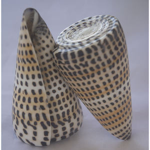 Conus litteratus SEASHELL BIJOUX Conidae Conus Shell Motif Poli Noir et Blanc Taille 8-10cm - Product Image 6