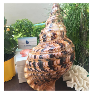 Trumpet Seashell: Natural Vietnamese <b>Queen</b> Conch Trumpet Seashell, Essential for Trendy Home Decor and Easy Display Pieces - Product Image 1