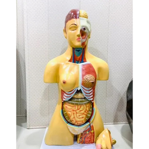 Kaufen Sie Medcounty Schulprojektmodelle für Schul-, Bildungs-, Trainings- und wissenschaftliche Projekte. - Product Image 5