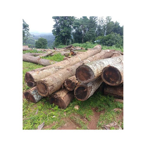 Bûches de bois Trembesi offertes à prix de gros compétitifs - Product Image 6