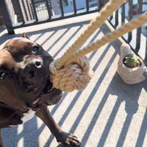 Classic Style Natural Hemp Tug <b>Rope</b> Ball for Dog <b>Exercise</b> and Play - Product Image 3
