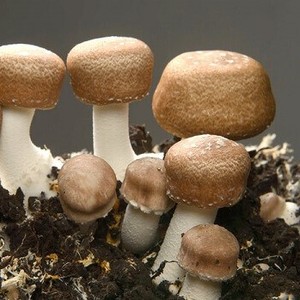 Agaricus Blazei frais du vendeur vietnamien délicieux d'agricus Blazei distributeur entier d'agricus Blazei vacances - Product Image 3