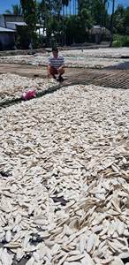 Material marino vietnamita auténtico de hueso de sepia perfecto para decoración de arte y Acuario - Product Image 6