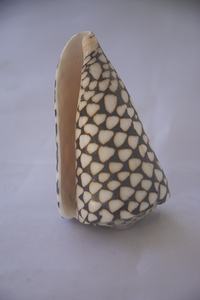 Conus Marmoreus SEASHELL BIJOUX Conidae Conus Shell Motif Noir & Blanc Poli Taille 8-10cm - Product Image 2