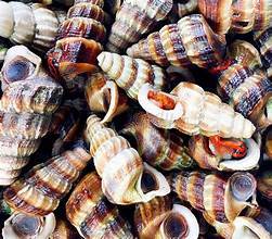 ผลิตภัณฑ์เปลือกหอยแคลเซียมจากทะเลบริสุทธิ์สำหรับสุขภาพธรรมชาติและฉลากสะอาดไม่มีสารปรุงแต่ง - Product Image 6