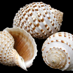 Coquille de thon tacheté d'exportation du Vietnam, magnifique pour les travaux d'artisanat, prix bas, contactez-nous maintenant pour le meilleur prix - Product Image 5