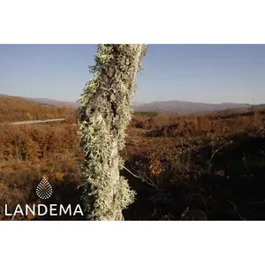 ลายเซ็นมอสโอ๊ค - Product Image 1