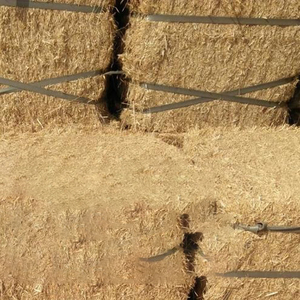 Paille de foin biologique pour bovins alimentaires balles de foin de paille de blé pour prix de gros alimentation animale agriculture alimentation pour chevaux - Product Image 5